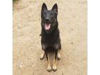 Adopt Bella a Black German Shepherd Dog / Mixed Breed (Medium) / Mixed (medium