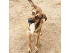 Adopt Miley a Brown/Chocolate Mixed Breed (Large) / Hound (Unknown Type) / Mixed