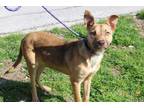 Adopt Phoenix a Tan/Yellow/Fawn Feist / Mixed dog in Lancaster, TX (40190705)