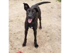 Adopt Rachel a Black Labrador Retriever / Mixed dog in Lancaster, TX (40442525)