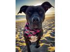 Adopt Maycee a Brown/Chocolate American Pit Bull Terrier / Mixed dog in Van