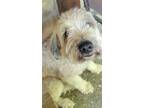 Adopt Yadi a White - with Tan, Yellow or Fawn Wheaten Terrier / Mixed dog in