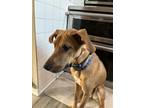 Adopt Rupert a Tan/Yellow/Fawn - with Black Black Mouth Cur / Mixed dog in