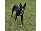 Adopt Marley a Black - with White Husky / Shepherd (Unknown Type) / Mixed dog in
