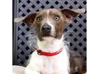 Adopt Sam a Dachshund / Mixed dog in Fort Davis, TX (41356901)