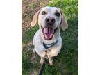Adopt Apollo a White Mixed Breed (Large) / Mixed dog in Fairfax, VA (41314720)