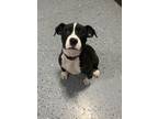 Adopt CARLY a Terrier (Unknown Type, Small) / American Pit Bull Terrier / Mixed