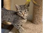 Adopt GLADYS a Domestic Shorthair / Mixed (short coat) cat in Sandusky