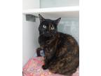 Adopt Alexa a Domestic Shorthair / Mixed (short coat) cat in Carthage