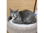 Adopt Snowbell a Gray or Blue Domestic Mediumhair / Domestic Shorthair / Mixed