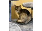 Adopt Finch a Brown Tabby Domestic Shorthair / Mixed Breed (Medium) / Mixed