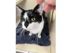 Adopt Avery a Gray or Blue Domestic Shorthair / Domestic Shorthair / Mixed cat