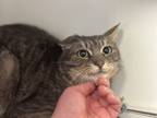 Adopt Katrice a Gray or Blue Domestic Shorthair / Domestic Shorthair / Mixed cat