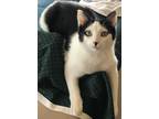 Adopt Helper Brother a Black & White or Tuxedo American Shorthair / Mixed (short