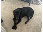 Adopt Charley a Black Labrador Retriever / Mixed dog in Leesburg, VA (41356822)