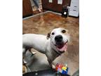 Adopt Farrah a White Terrier (Unknown Type, Medium) / Australian Cattle Dog /