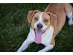 Adopt Pattywhack (Dumpster) a Brown/Chocolate Mixed Breed (Medium) / Mixed dog