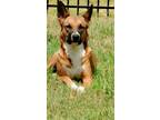 Adopt Korra a Tricolor (Tan/Brown & Black & White) German Shepherd Dog / Mixed