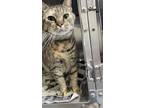 Adopt 2024-04-227 a Domestic Shorthair / Mixed (short coat) cat in Winder