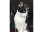 Adopt Tobi a Black & White or Tuxedo Domestic Shorthair / Mixed (medium coat)