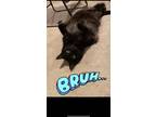 Adopt Beans a Black (Mostly) Domestic Longhair / Mixed (long coat) cat in