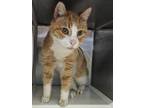 Adopt Trumpet a Orange or Red Domestic Shorthair / Mixed Breed (Medium) / Mixed
