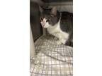 Adopt Hunter a Gray or Blue Domestic Shorthair / Domestic Shorthair / Mixed cat
