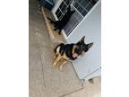 Adopt Rey a Black German Shepherd Dog / German Shepherd Dog / Mixed dog in