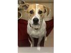 Adopt Penny a White Australian Cattle Dog / Corgi dog in Granbury, TX (41356707)