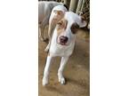 Adopt Mango a White American Pit Bull Terrier dog in Granbury, TX (41356702)
