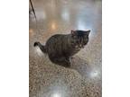 Adopt Brando a Gray, Blue or Silver Tabby Tabby / Mixed (medium coat) cat in