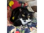 Adopt Domino a Domestic Shorthair / Mixed (short coat) cat in POMONA