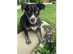 Adopt Frank Sinatra a Black - with White Border Collie / Husky / Mixed dog in