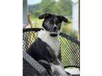 Adopt Mia a Black - with White Mixed Breed (Large) / Mixed dog in Medora