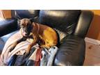 Adopt Bella a Black - with Tan, Yellow or Fawn Belgian Malinois / Mixed dog in