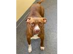 Adopt Autumn a Red/Golden/Orange/Chestnut - with White Pit Bull Terrier / Mixed