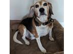 Adopt Eros a Tricolor (Tan/Brown & Black & White) Beagle / Mixed dog in
