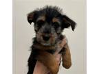 Adopt Carol a Mixed Breed (Medium) / Mixed dog in Rancho Santa Fe, CA (41024568)