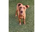 Adopt Lottie a Tan/Yellow/Fawn Retriever (Unknown Type) / Mixed dog in