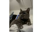 Adopt Luna a Tortoiseshell Calico / Mixed (medium coat) cat in Houston