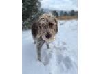 Adopt Otis a Brown/Chocolate - with White German Wirehaired Pointer / Mixed dog