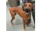 Adopt Cano a Hound (Unknown Type) / Mixed dog in Raleigh, NC (41356476)