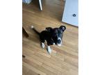 Adopt Kratos a Black - with White American Pit Bull Terrier / Husky / Mixed dog