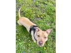 Adopt Peter a Mixed Breed (Large) / Mixed dog in Cornwall, ON (41351765)
