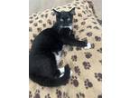 Adopt Suzy a Black & White or Tuxedo Domestic Shorthair / Mixed (short coat) cat