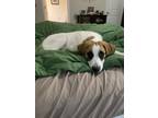 Adopt Freya a White - with Brown or Chocolate Coonhound / St.
