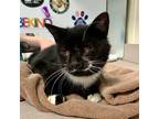 Adopt Delorean a Domestic Shorthair / Mixed cat in Salisbury, MD (41356467)