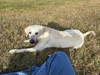 Adopt Luka a White - with Gray or Silver Labrador Retriever / Mixed dog in