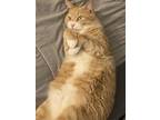 Adopt Ky a Orange or Red Tabby Tabby / Mixed (medium coat) cat in Peoria
