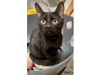 Adopt Berri a All Black Domestic Shorthair / Mixed cat in St.